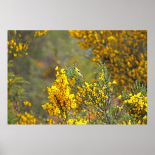 Póster Flores doradas y amarillas