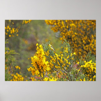 Póster Flores doradas y amarillas