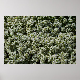 Póster Flores dulces de alyssum florales blancas