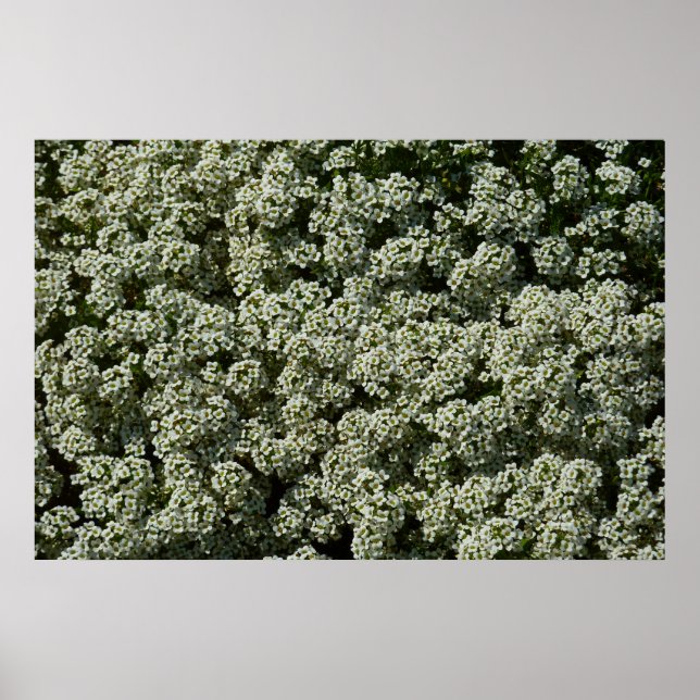 Póster Flores dulces de alyssum florales blancas (Frente)