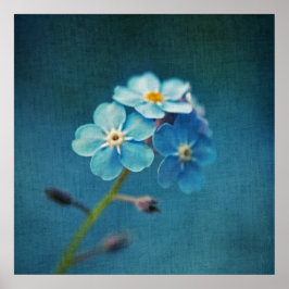 Póster Flores Elegantes de Nomeolvides Azul Macro