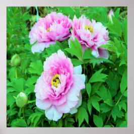 Póster Flores Elegantes de Peonía de Árbol Rosa con Centr