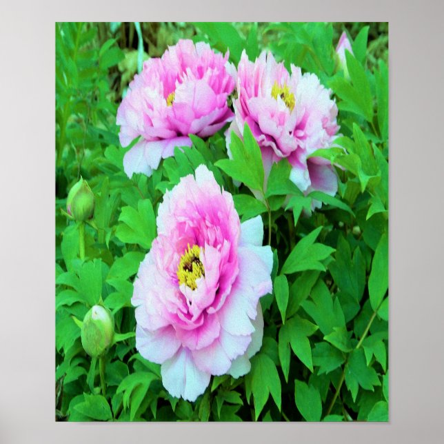 Póster Flores Elegantes de Peonía de Árbol Rosa con Centr (Frente)