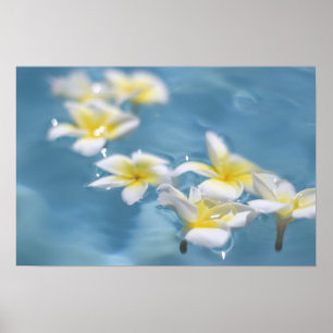 Póster Flores en agua