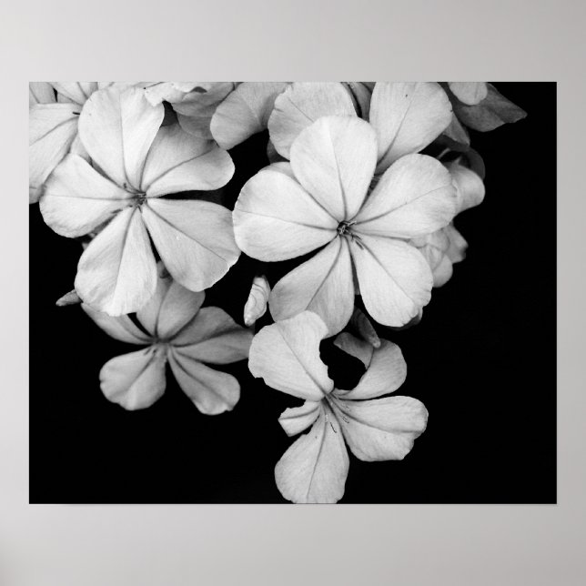 Póster Flores en blanco y negro en primer plano (Frente)