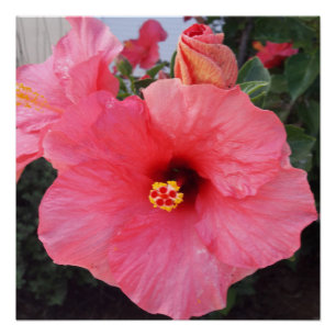 Póster Flores en Chania Creta, Grecia