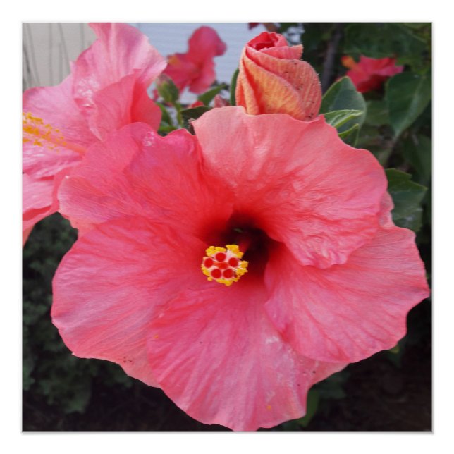 Póster Flores en Chania Creta, Grecia (Anverso)