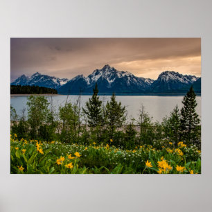 Póster Flores en Colter Bay