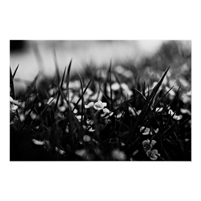 Póster Flores en el campo en primavera (Anverso)