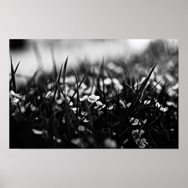 Póster Flores en el campo en primavera (Frente)