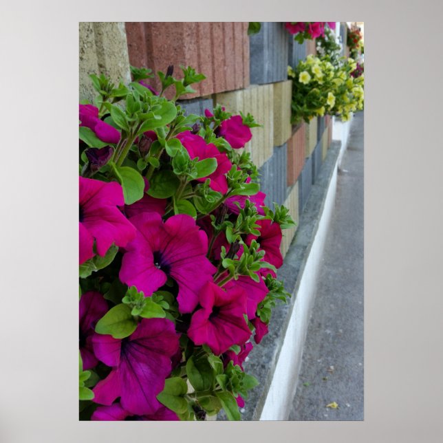 Póster flores en la acera (Frente)