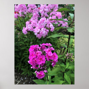 Póster Flores en la bodega Chateau Morrisette, Floyd, VA