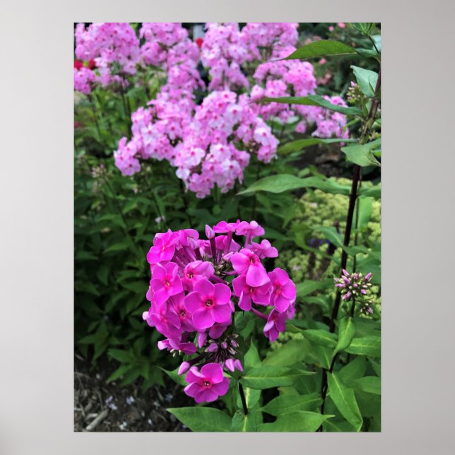 Póster Flores en la bodega Chateau Morrisette, Floyd, VA (Frente)