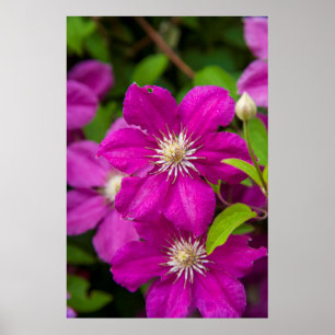 Póster Flores en Robinette's Apple Haus and Gift Barn 2