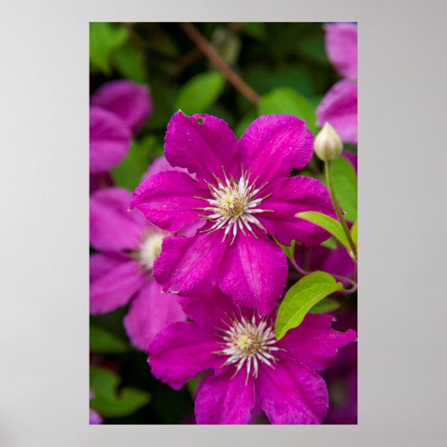 Póster Flores en Robinette's Apple Haus and Gift Barn 2 (Frente)