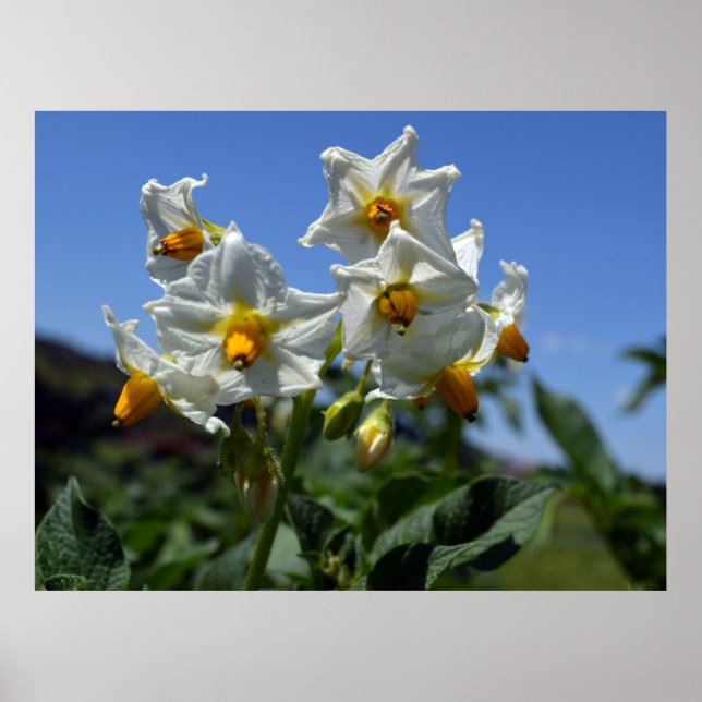 Póster Flores estéticas Solanum tuberosum (Frente)
