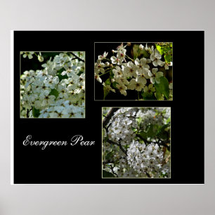 Póster Flores Evergreen Pear florecientes.