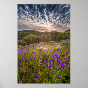 Póster Flores   Flinders Ranges Australia
