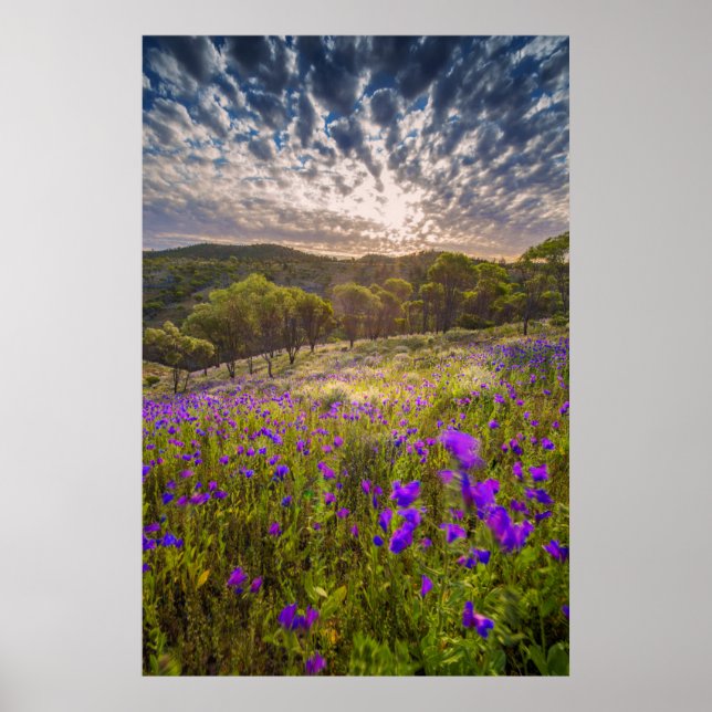 Póster Flores | Flinders Ranges Australia (Frente)