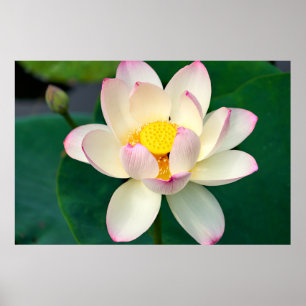 Póster Flores Flor de agua Lotus