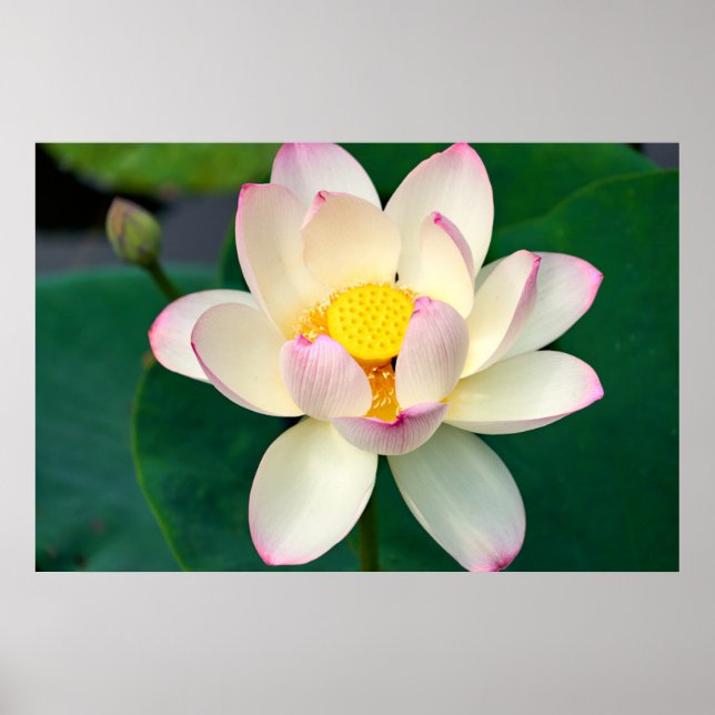 Póster Flores | Flor de agua Lotus (Frente)