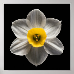 Póster Flores   Flor de Daffodil blanca