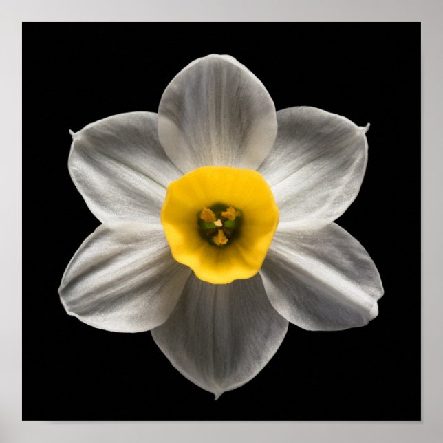 Póster Flores | Flor de Daffodil blanca (Frente)