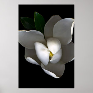 Póster Flores Flor de magnolia blanca única