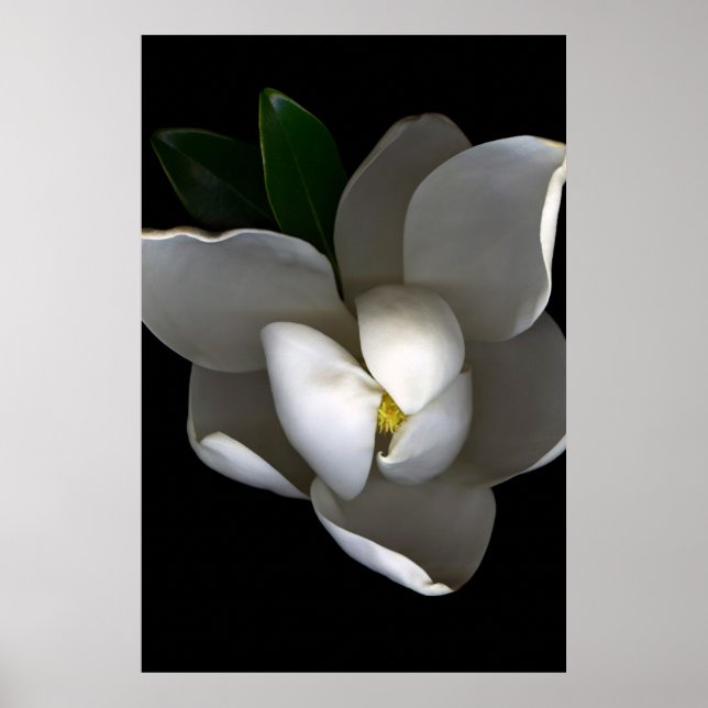 Póster Flores | Flor de magnolia blanca única (Frente)