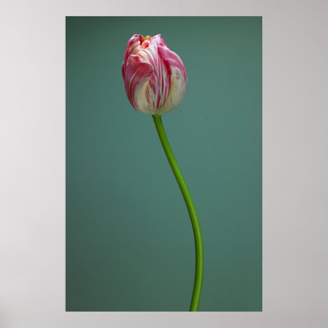 Póster Flores | Flor de tulipano simple (Frente)