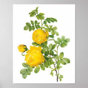 Póster Flores florales antiguas, rosas amarillas por redo