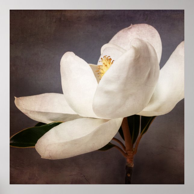 Póster Flores florales de arbol de magnolia blanca Gris (Frente)