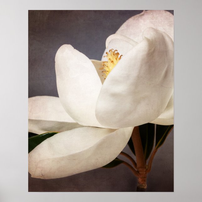 Póster Flores florales de arbol de magnolia blanca Gris (Frente)