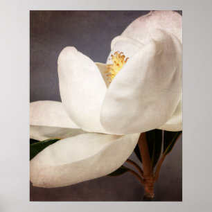 Póster Flores florales de la magnolia de la flor blanca