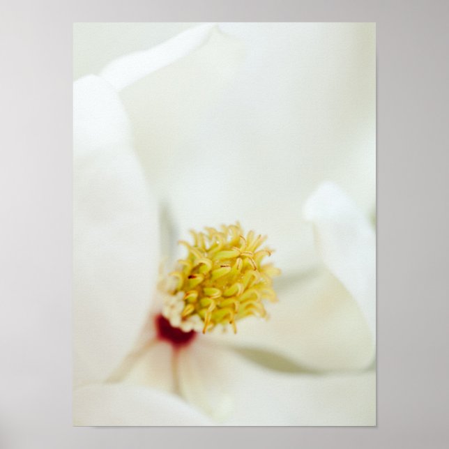 Póster Flores florales de Magnolias blancas (Frente)