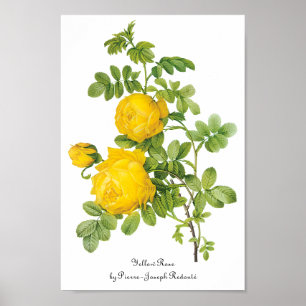 Póster Flores florales vintage, rosas amarillas de Redout