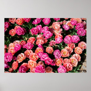 Póster Flores florecientes hacen una textura de fondo flo