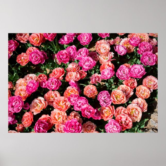 Póster Flores florecientes hacen una textura de fondo flo (Frente)