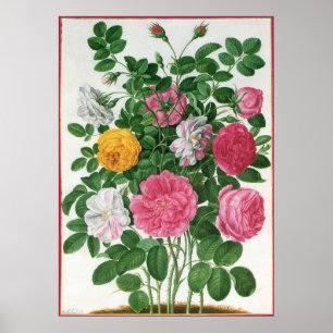Póster Flores florecientes vintage, Rosas de Jardín de Pr