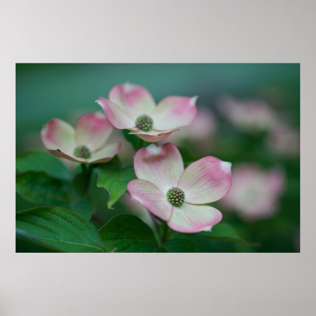 Póster Flores | Flores de dogwood (Frente)