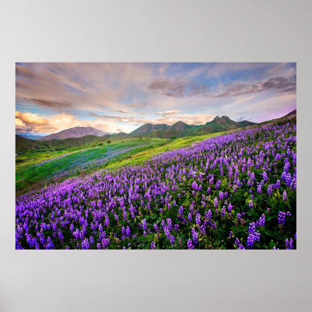 Póster Flores | Flores silvestres de California (Frente)