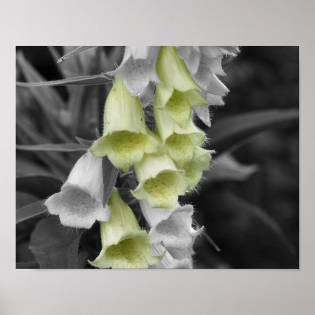 Póster Flores Foxglove Color parcial (Frente)