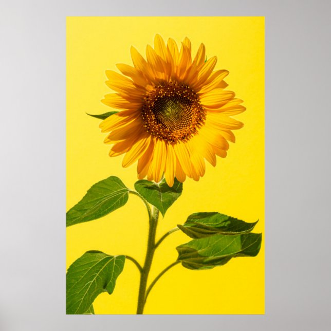 Póster Flores | Girasol amarillo (Frente)