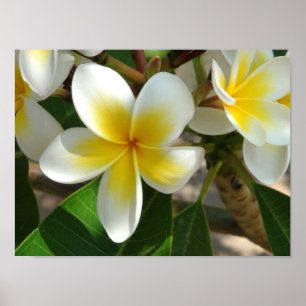 Póster Flores hawaianas exóticas
