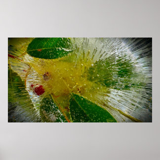 Póster Flores Heladas