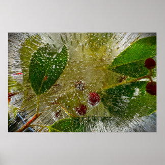 Póster Flores Heladas