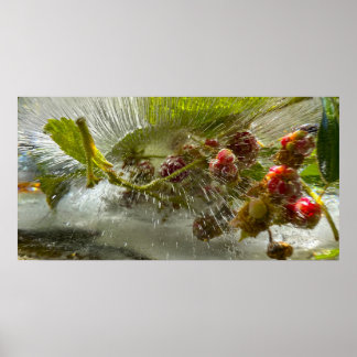 Póster Flores Heladas