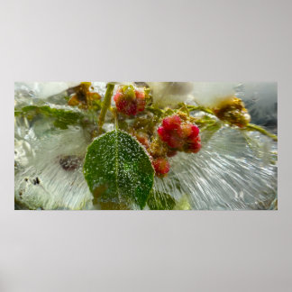 Póster Flores Heladas