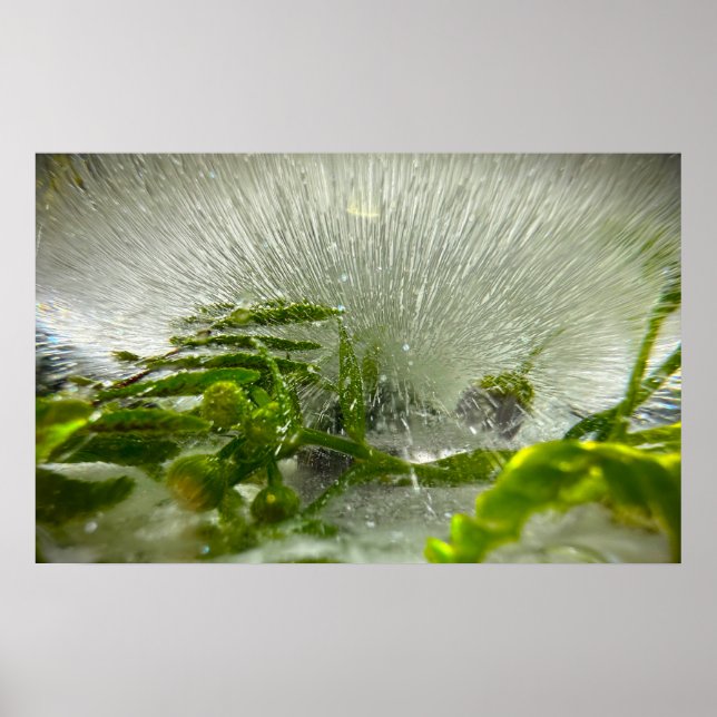 Póster Flores Heladas (Frente)