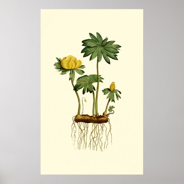 Póster Flores Hellebore de invierno